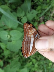 Adelpha phylaca