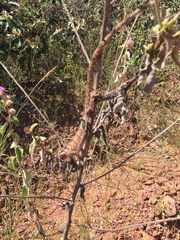 Polychrus acutirostris