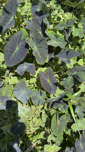Colocasia esculenta observed 2026-09-09