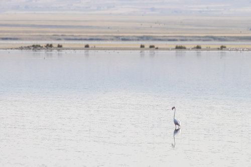 iNaturalist image