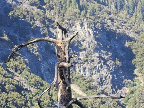 iNaturalist observation photo of Acorn Woodpecker