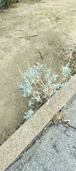 Encelia actoni