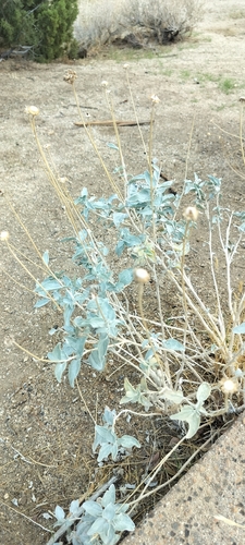 Encelia actoni, photograph 2