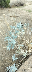 Encelia actoni, photograph author not stated, no rights reserved