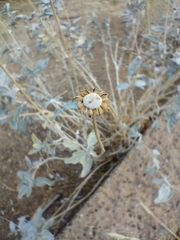Encelia actoni, photograph author not stated, no rights reserved