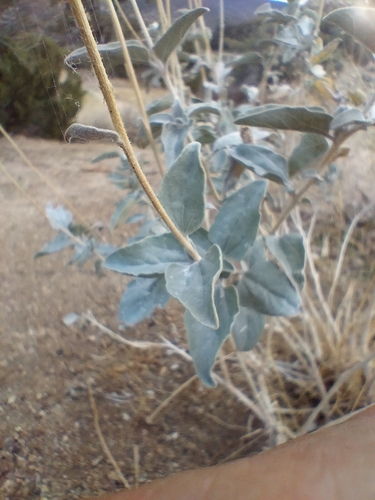 Encelia actoni, photograph 4
