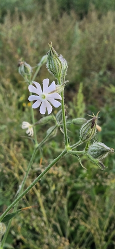 Night-flowering Catchfly