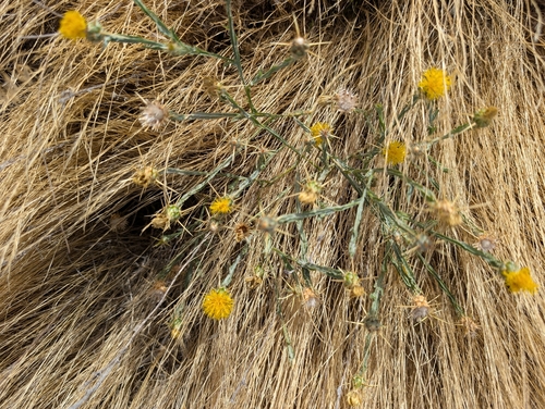 Yellow Star-Thistle