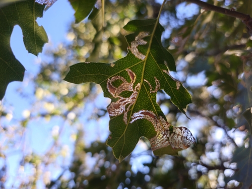 iNaturalist observation photo of Insects