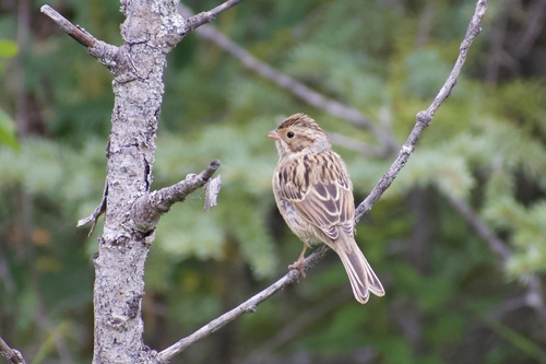 Clay-colored Sparrow