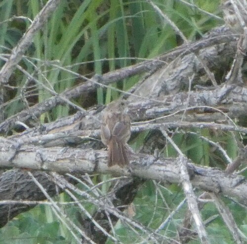 Rufous-crowned Sparrow
