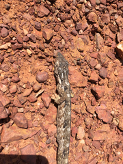 Polychrus acutirostris