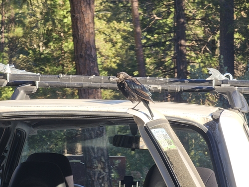 iNaturalist observation photo of Brewer's Blackbird