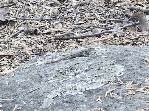 iNaturalist observation photo of Western Fence Lizard