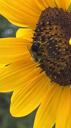 Common Eastern Bumble Bee
