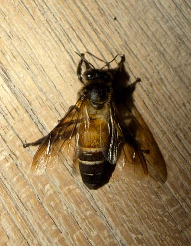 Giant Honey Bee