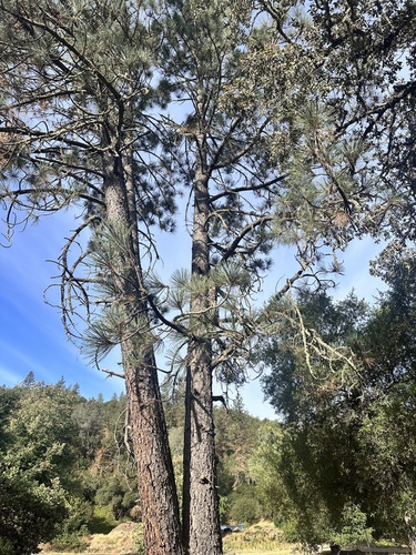 Pinus sabiniana, photograph 4