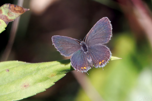 Eastern Tailed-Blue