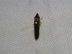 Acrogonia flavoscutellata