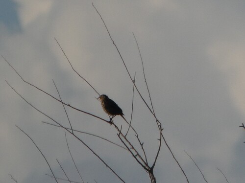 Sage Thrasher
