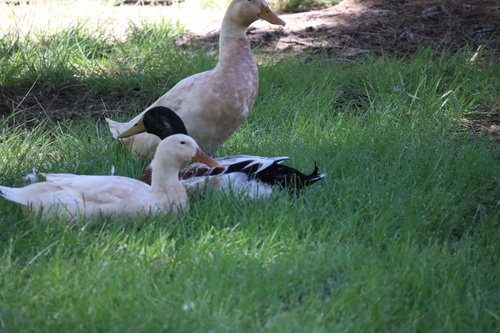 iNaturalist image
