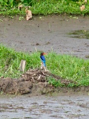 Halcyon cyanoventris