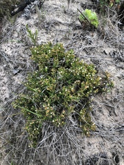 Delosperma inconspicuum
