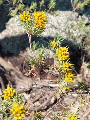 Homoranthus flavescens