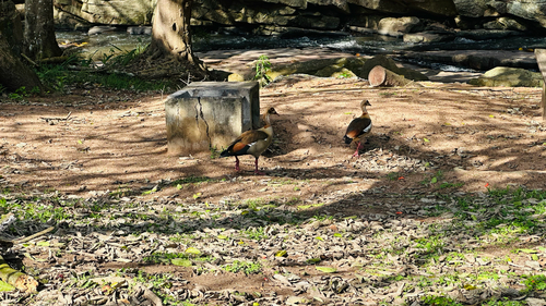 iNaturalist image