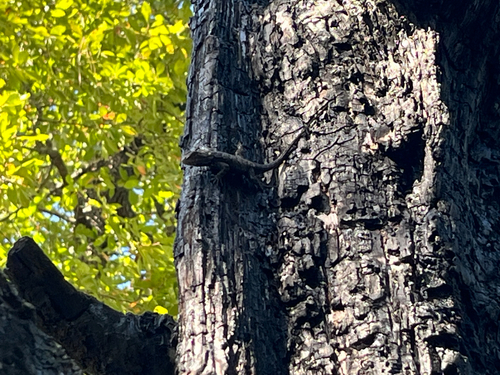 Eastern Fence Lizard