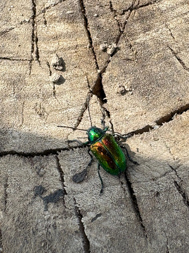 Dogbane Leaf Beetle