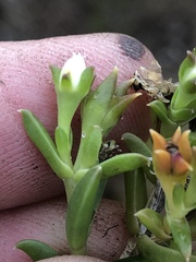 Delosperma inconspicuum
