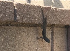 Sceloporus occidentalis