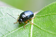 Cryptocephalus nitidus