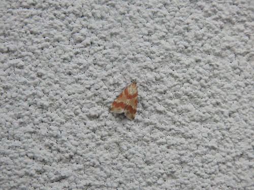 Rufous-banded Crambid Moth