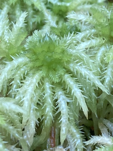 Crome Sphagnum
