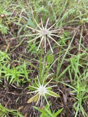 Eryngium hookeri