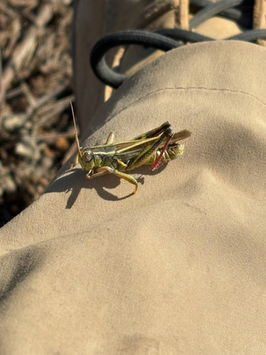 Two-striped Grasshopper