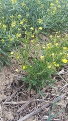 Ranunculus arvensis