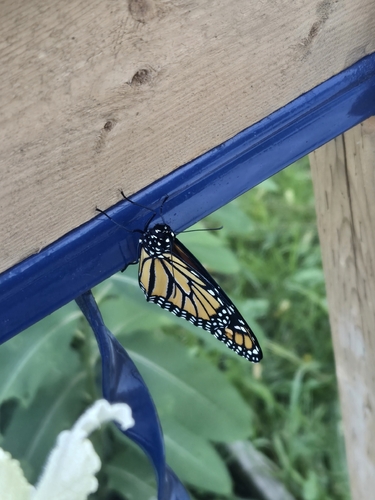 Monarch