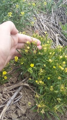 Ranunculus arvensis