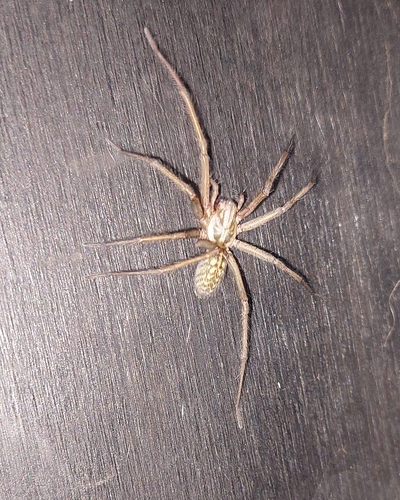 Giant House Spider