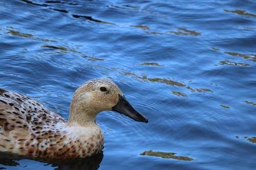 iNaturalist image
