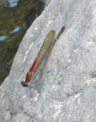 American Rubyspot