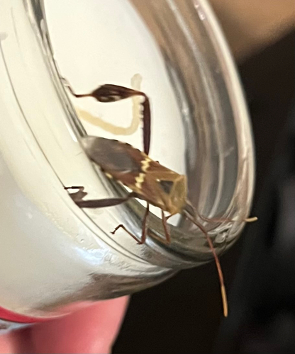 Western Leaf-footed Bug