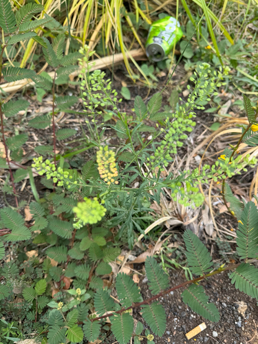 Lepidium virginicum observed 2026-09-09