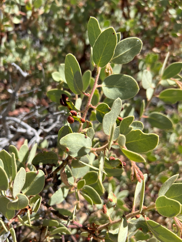 iNaturalist observation photo of Manzanita Leafgall Aphid