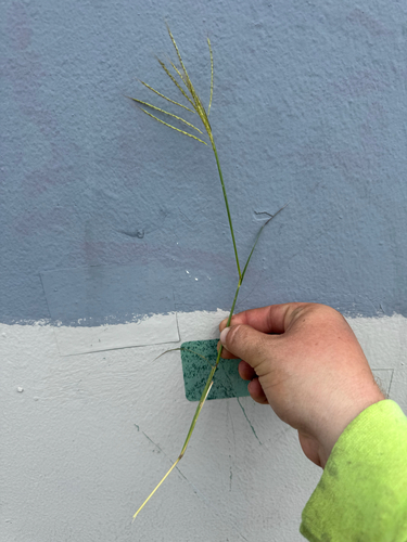 Dichanthium annulatum observed 2026-09-09