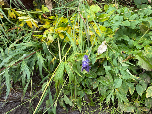 Larkspurleaf Monkshood