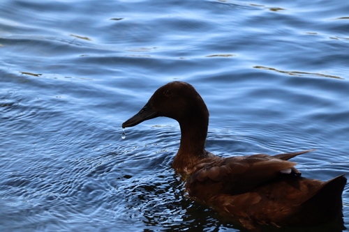 iNaturalist image